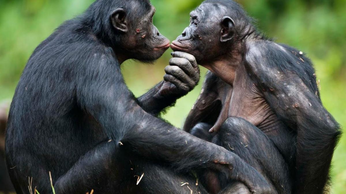 Bonobo 2