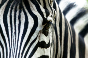 Zebre